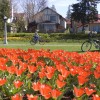 tulipany